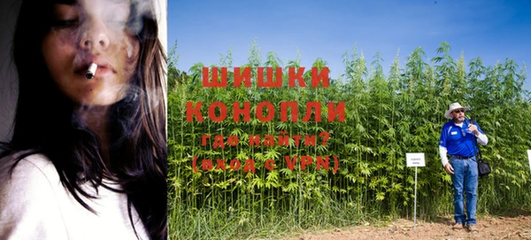 индика Новодвинск
